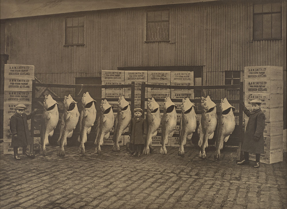 Giant Cod by MacMahon of Aberdeen